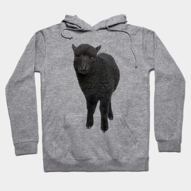 BLACK SHEEP Hoodie by lldesigns